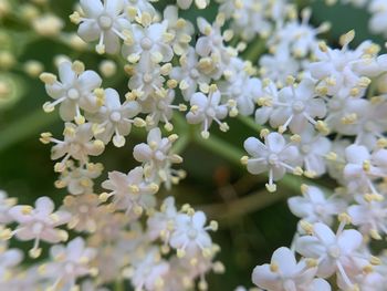 Close-up of white flowering plant