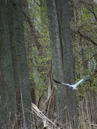 Full frame shot of trees in forest