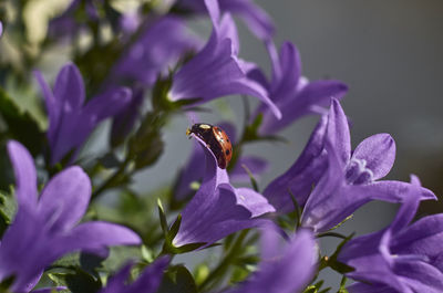 Close-up of insect on purple flower