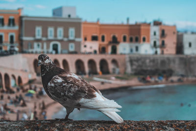 Close-up of a bird against buildings