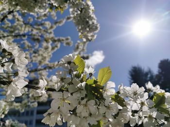 Low angle view of white flowering plant against sky