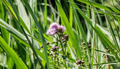 Close-up of purple flowering plant