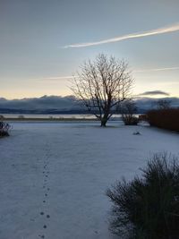 Bare tree by frozen lake against sky during winter