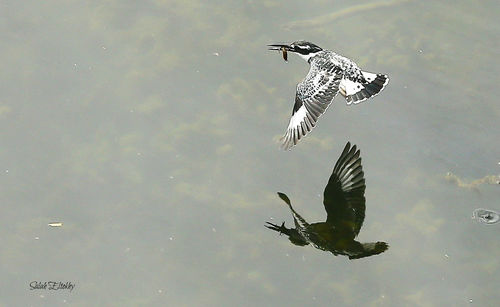 Bird on water against sky