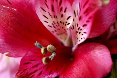 Close-up of pink day