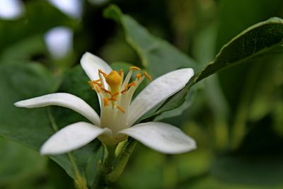 Close-up of white flowering plant