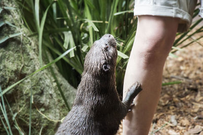 Close up of otter with human leg