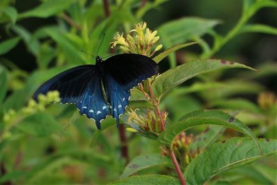 Close-up of butterfly pollinating flower