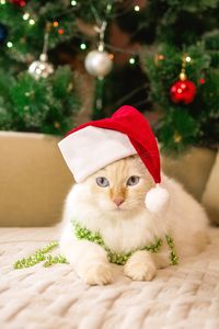 Close-up of christmas tree