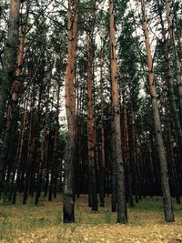 Trees in forest