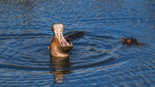 High angle view of hippopotamus swimming in lake