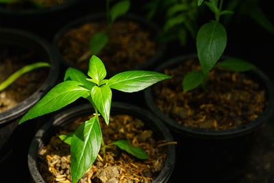 Close-up of potted plant leaves