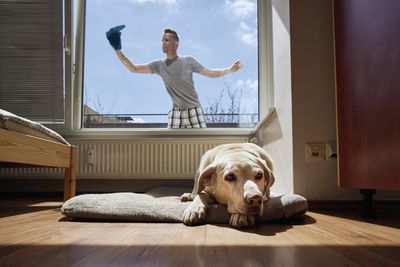 Old dog resting on dog bed and man cleaning window with rag at home. 