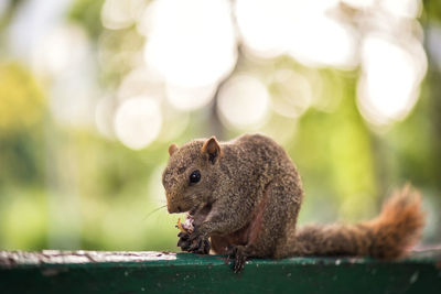 Close-up of squirrel on wooden wall with foliage bokeh