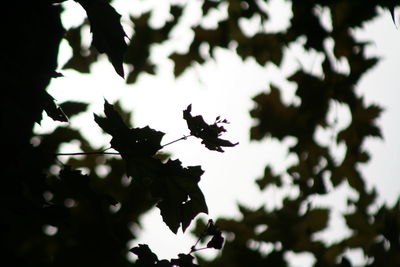 Low angle view of tree against sky