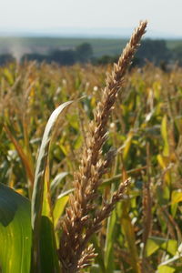 Close-up of wheat growing on field