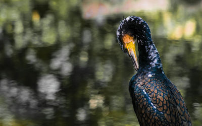 Close-up of bird in water