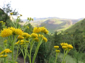 Close-up of yellow flowering plants on field