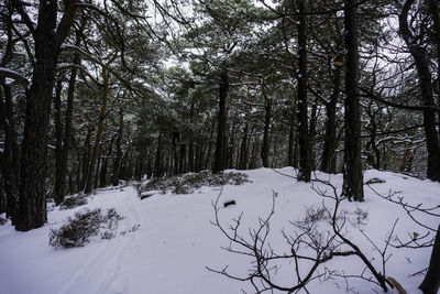 Trees in forest during winter