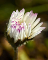 Close-up of pink flower