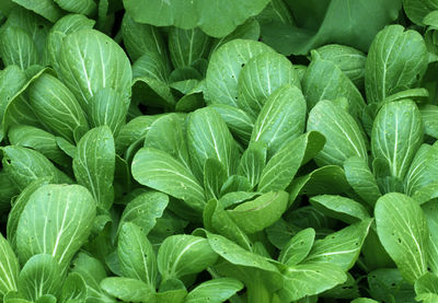 Full frame shot of green leaves