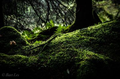 Close-up of moss growing on tree trunk