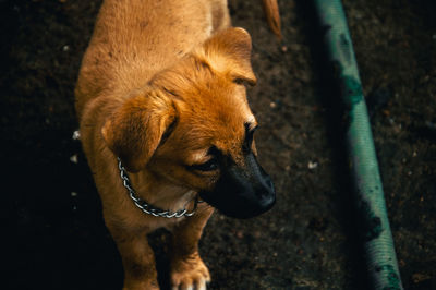 Close-up of dog