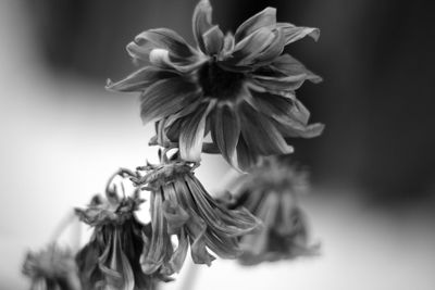 Close-up of flower over white background