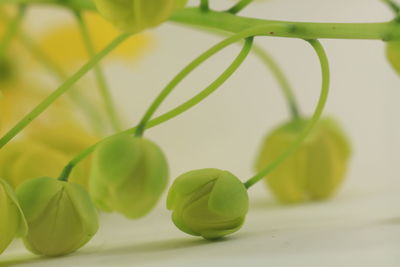 Close-up of green leaf on plant