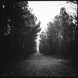 Road passing through forest