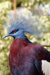 Close-up of a bird looking away