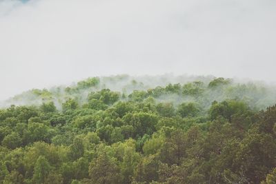 Scenic view of forest against sky