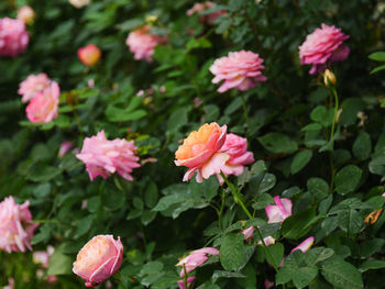 Close-up of pink flowering plants