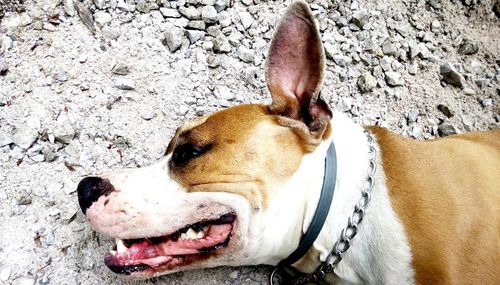 Close-up of dog looking away