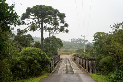 Footpath amidst trees in forest against sky