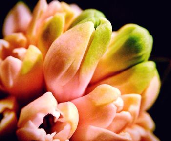 Close-up of flower over black background