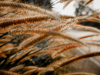 Close-up of dry flower