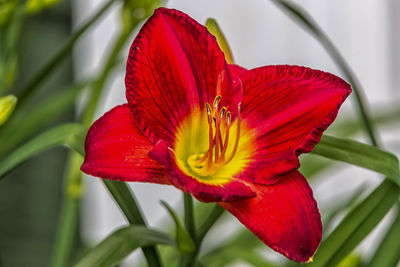 Close-up of red flower