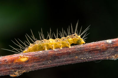 Close-up of insect on plant