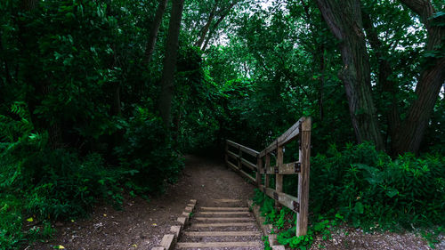 Wooden bench amidst trees in forest