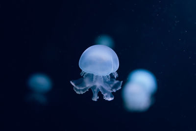 Close-up of jellyfish swimming in sea