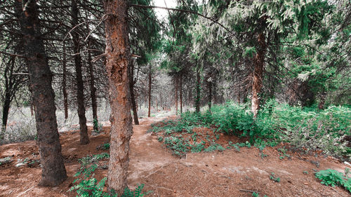 Trees in forest