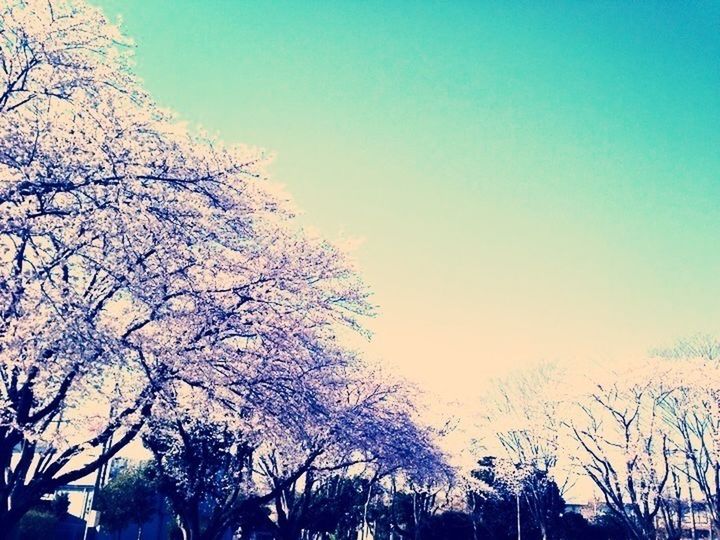 tree, bare tree, clear sky, branch, low angle view, silhouette, beauty in nature, tranquility, nature, scenics, copy space, tranquil scene, growth, sky, blue, dusk, outdoors, high section, no people, sunset