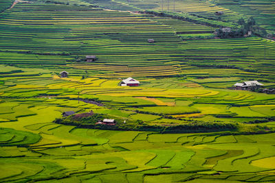 High angle view of rice field