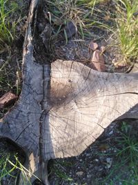 Close-up of tree stump in forest