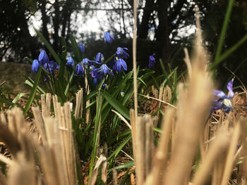 Close-up of purple crocus flowers on field