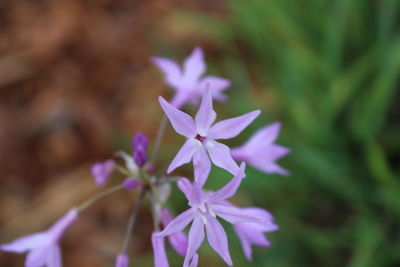 Close-up of purple flowers