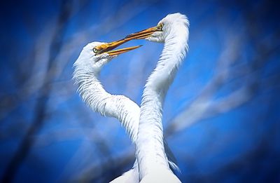 Close-up of white bird against blurred background