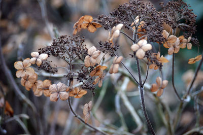 Close-up of wilted plant