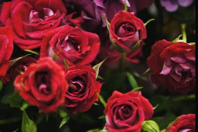 Close-up of red roses blooming outdoors